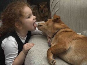 Ребенок целует собаку и заражается паразитами